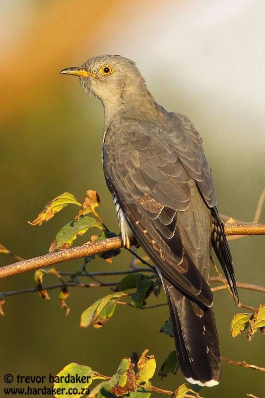 Common Cuckoo