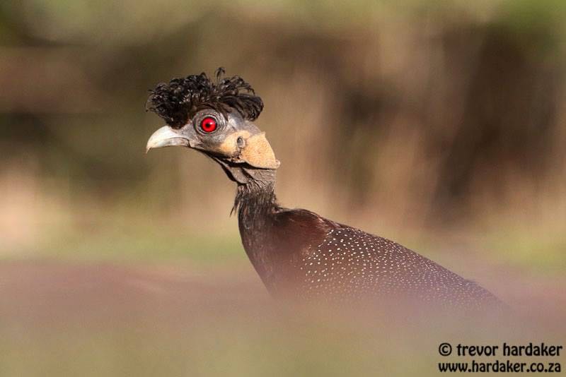 Crested Guineafowl