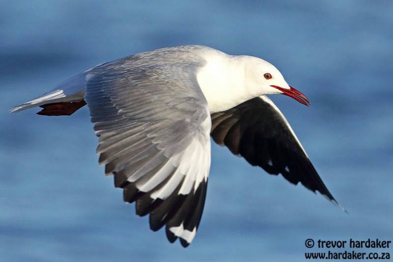 Hartlaub's Gull