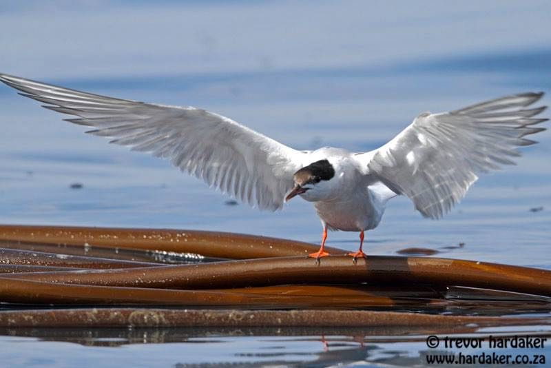 Common Tern