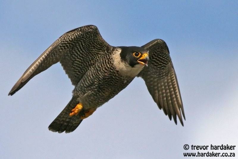 Peregrine Falcon