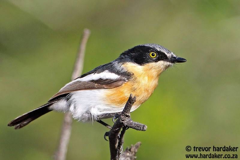 Pririt Batis