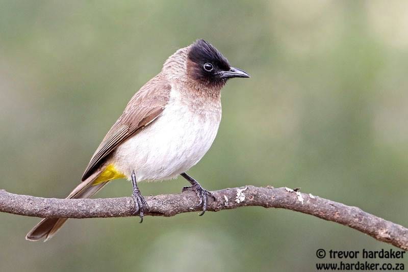 Dark-capped Bulbul