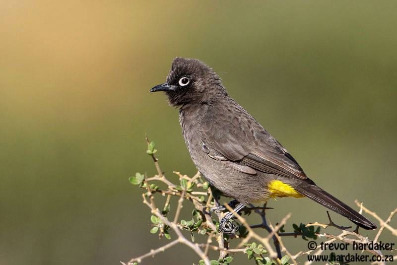 Cape Bulbul
