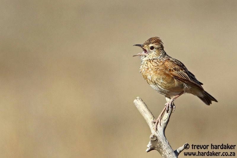 Rufous-naped Lark