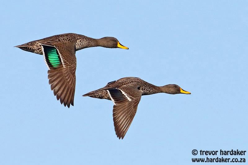 Yellow-billed Duck