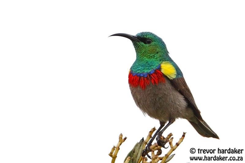 Southern Double-collared Sunbird