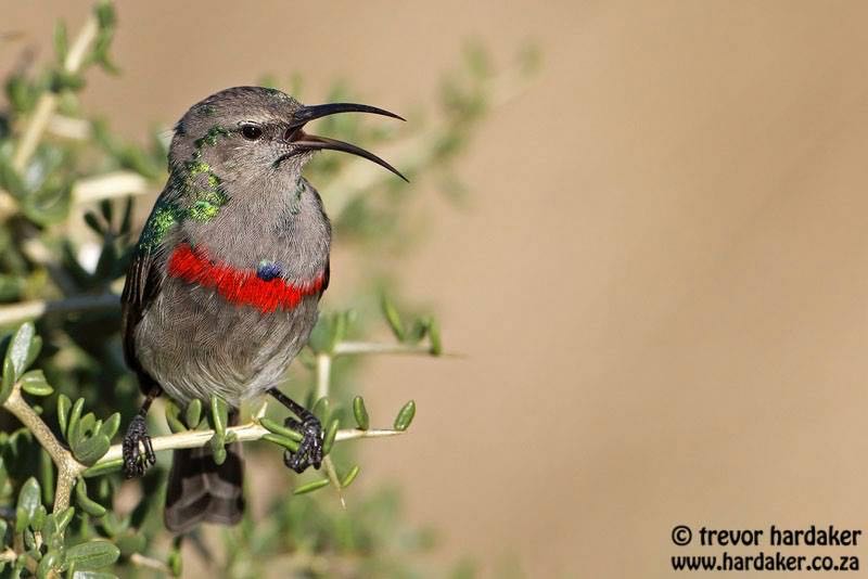 Southern Double-collared Sunbird