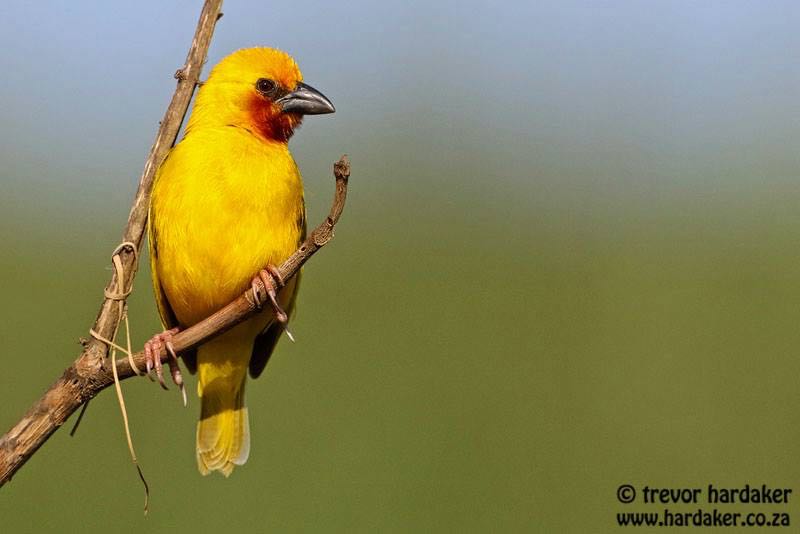 Southern Brown-throated Weaver