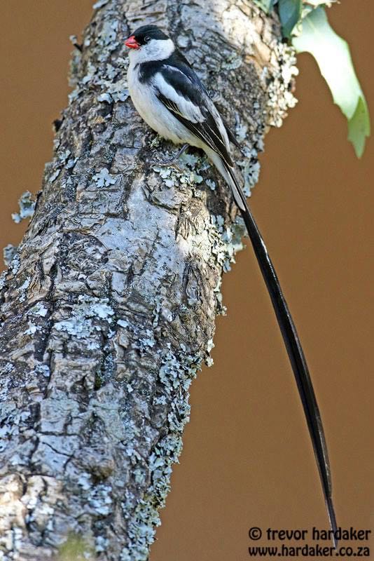 Pin-tailed Whydah