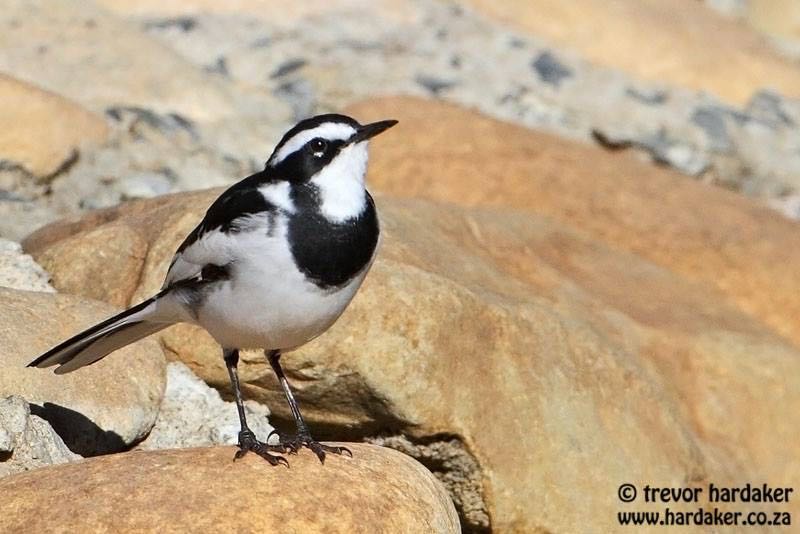 African Pied Wagtail
