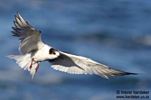 Common Tern