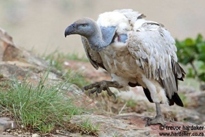 Cape Vulture