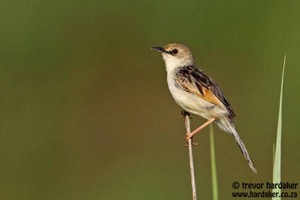 Rufous-winged Cisticola