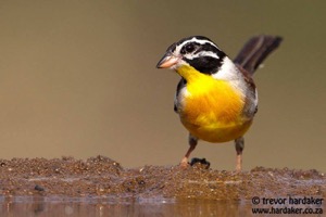 Golden-breasted Bunting