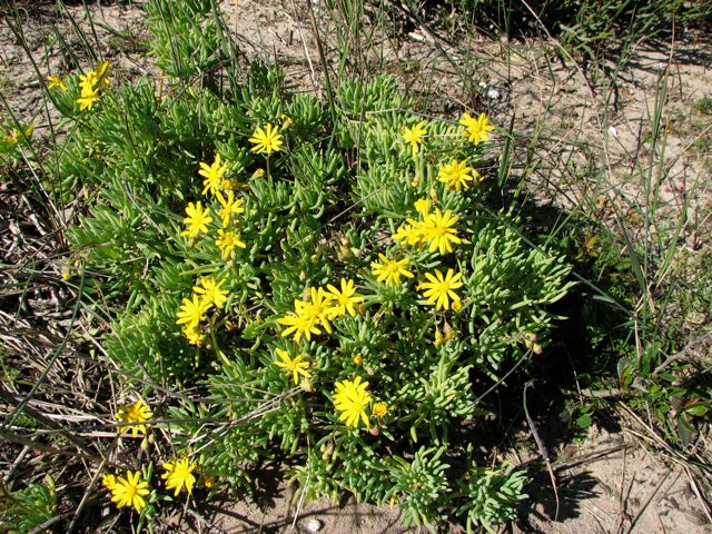 Othonna cylindrica