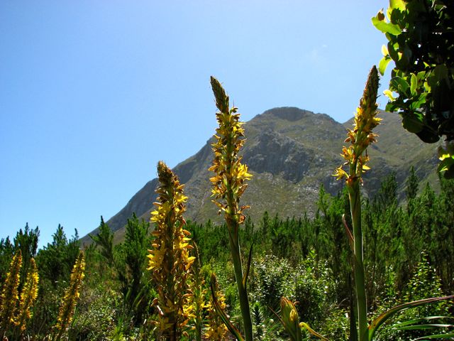 Mannshohe Wachendorfia major