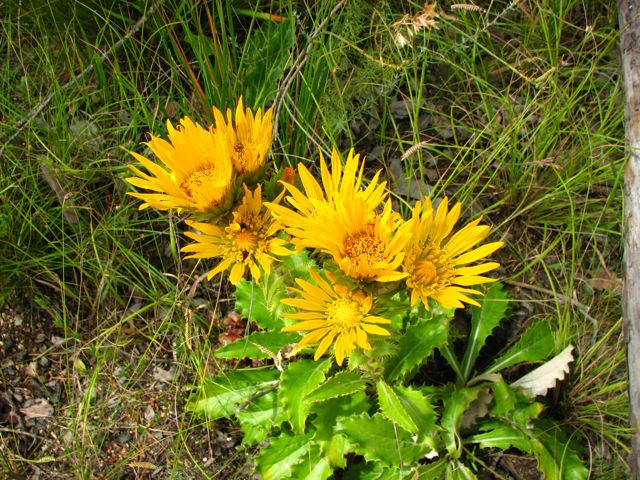 Berkheya barbata