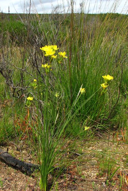 Bobartia longicyma