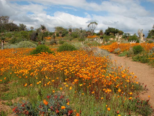Ursinias make a show at Karoo Botanical Garden