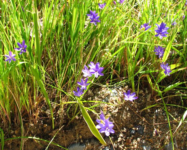 Geissorhiza aspera