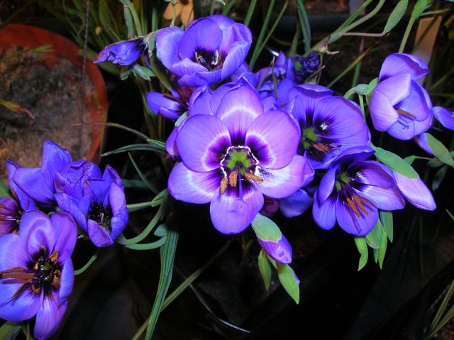 Geissorhiza splendissima