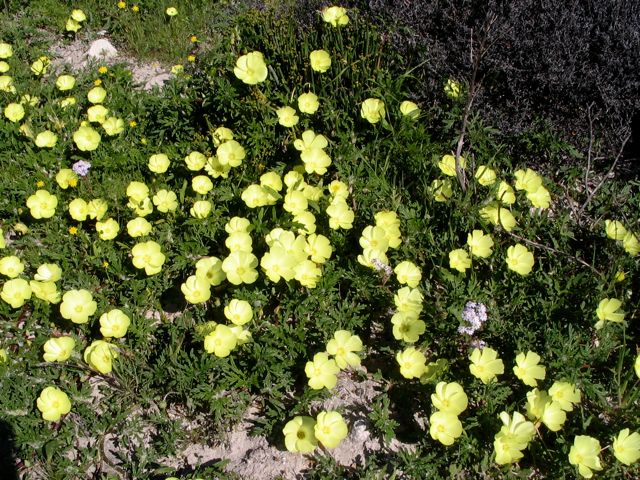 Grielum humifusum