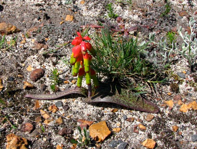 Lachenalia aloides, var. tricolor