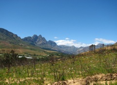 In Oktober 09 this slope of Stellenboschberg was white with Gladioli.