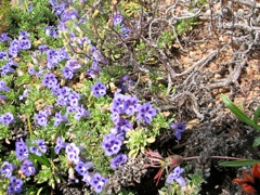  Karoo violet