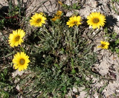 Arctotis angustifolia