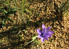 Babiana angustifolia