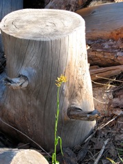 Baeometra uniflora