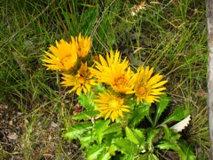 Berkheya barbata