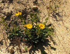 Berkheya barbata