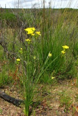 Bobartia longicyma