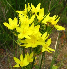 Bobartia longicyma