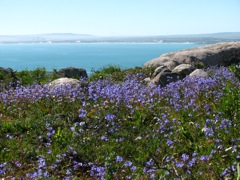 Rhapsody in Blue at Posberg