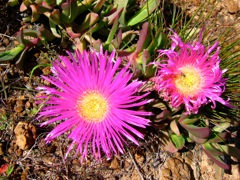 Carbobrotus acinaciformis