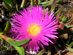 Carbobrotus acinaciformis