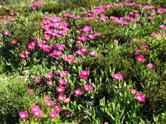 Carbobrotus acinaciformis crawling over bushes