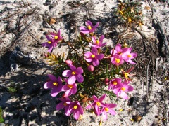 Chironia baccifera