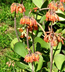 Cotyledon barbeyi