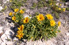 Didelta carnosa var tomentosa