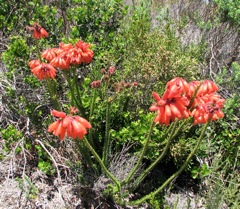 Erica cerinthoides