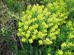 Euphorbia mauritanica