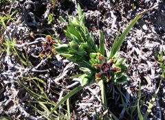 Ferraria crispa