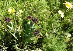 Ferraria crispa und Arctoteca