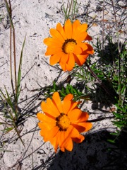 Gazania krebsiana