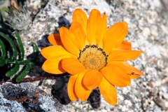 Gazania krebsiana